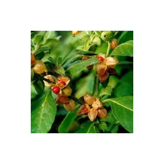 Ashwagandha